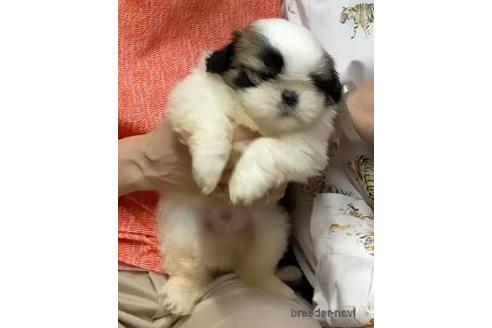 成約済の茨城県のシーズー-140170の3枚目